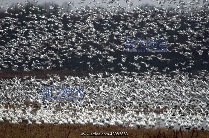 : Snow Geese : Snow Geese
