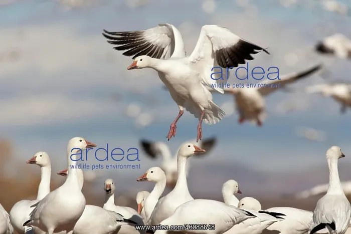 : Snow Geese : Snow Geese