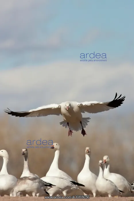 : Snow Geese : Snow Geese