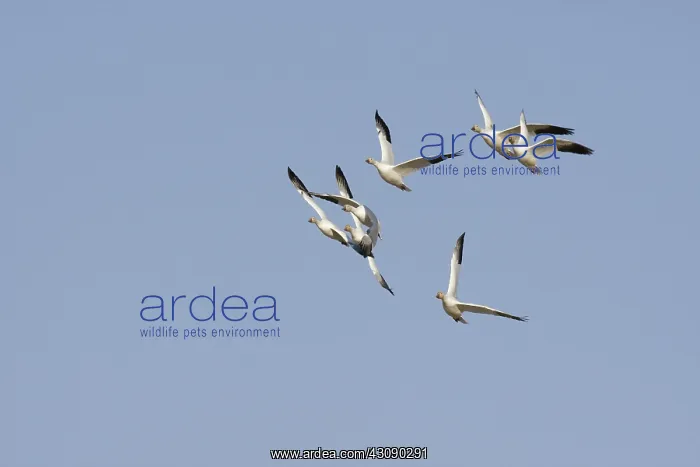 : Snow Geese : Snow Geese