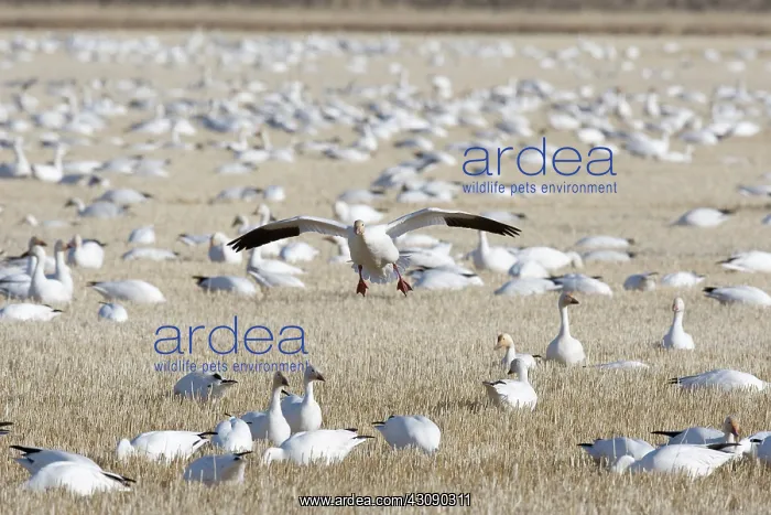 : Snow Geese : Snow Geese