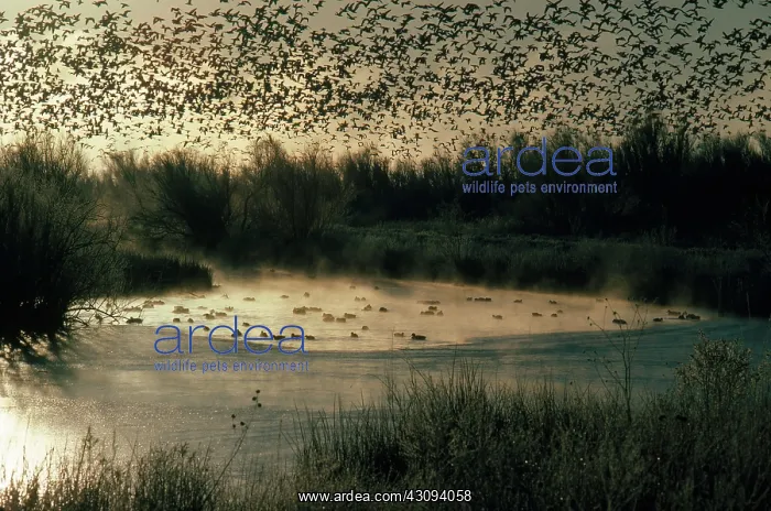  : Snow Geese