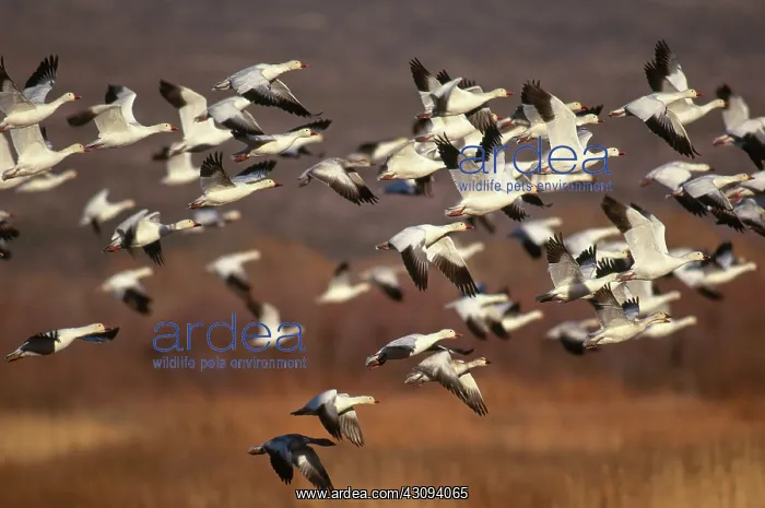 : Snow Geese : Snow Geese