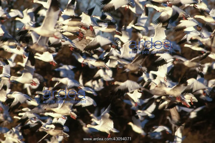 : Snow Geese : Snow Geese