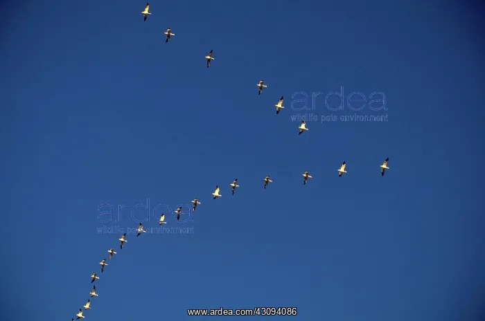: Snow Geese : Snow Geese