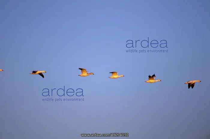 : Snow Geese : Snow Geese