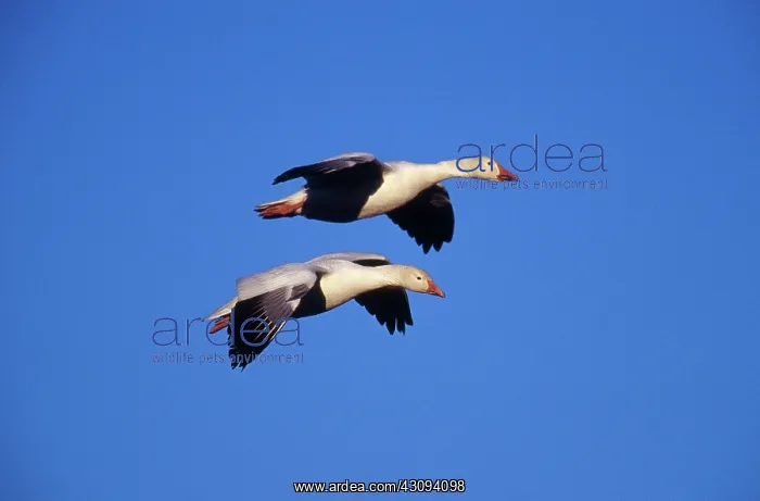 : Snow Geese : Snow Geese