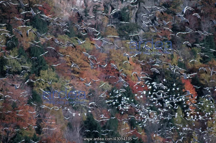 : Snow Geese : Snow Geese