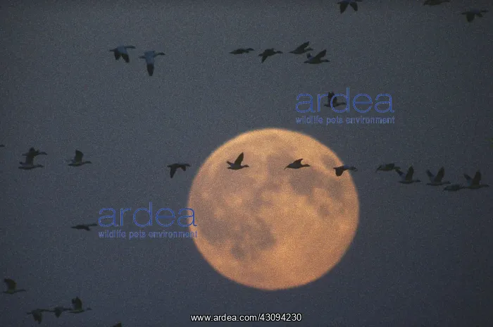 : Snow Geese : Snow Geese