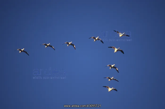: Snow Geese : Snow Geese