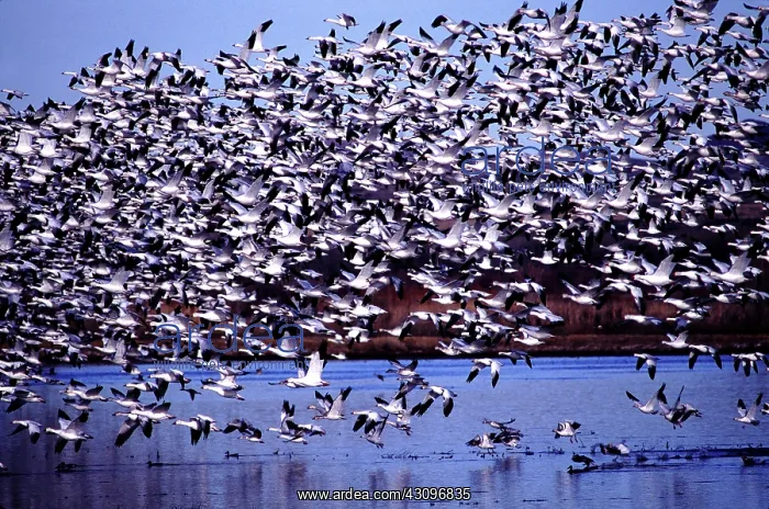: Snow Geese : Snow Geese