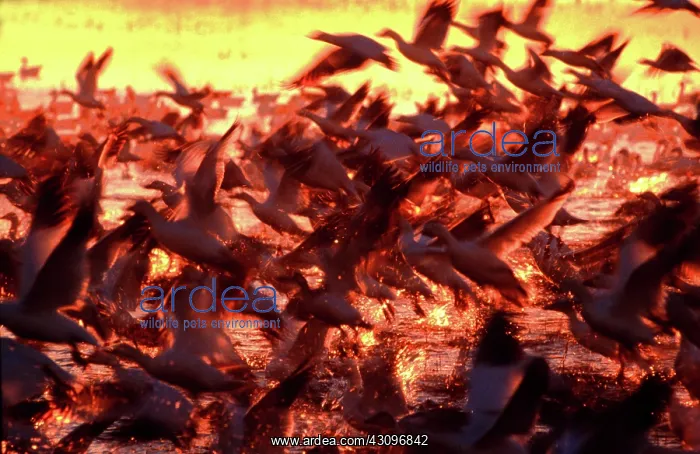 : Snow Geese : Snow Geese
