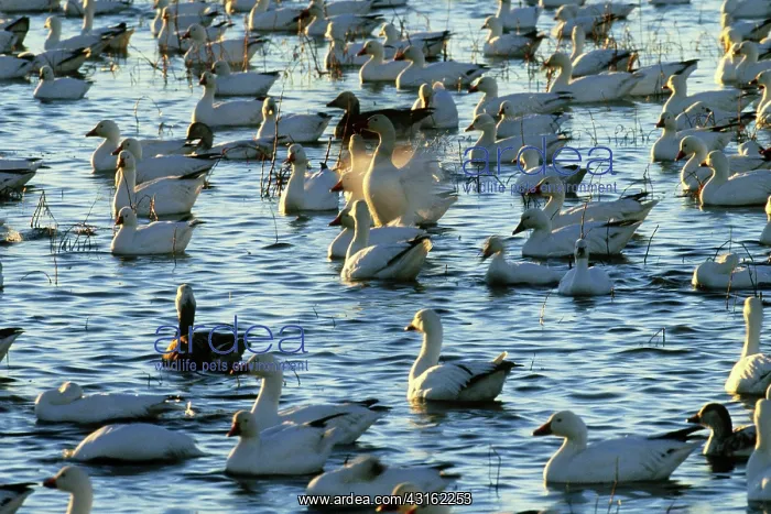 : Snow Geese : Snow Geese
