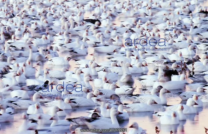 : Snow Geese : Snow Geese