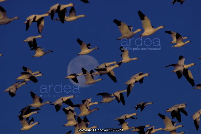 : Snow geese : Snow geese