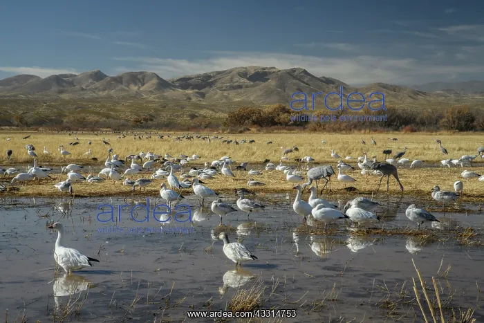 : Snow geese, Anser caerulescens, and Sandhill Cra : Snow geese, Anser caerulescens, and Sandhill Cra