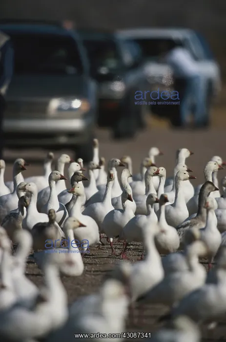 : Snow Geese Causing Traffic : Snow Geese Causing Traffic