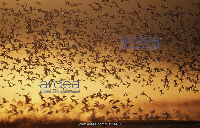 : Snow Geese (Chen caerulescens) : Snow Geese (Chen caerulescens)