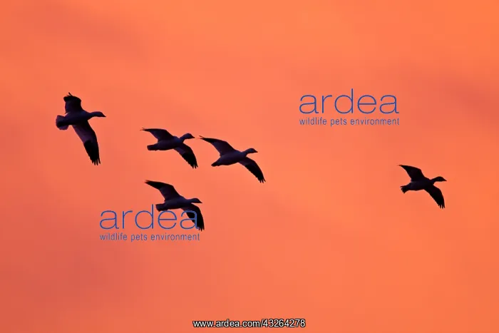 : Snow Geese (Chen caerulescens) family land : Snow Geese (Chen caerulescens) family land