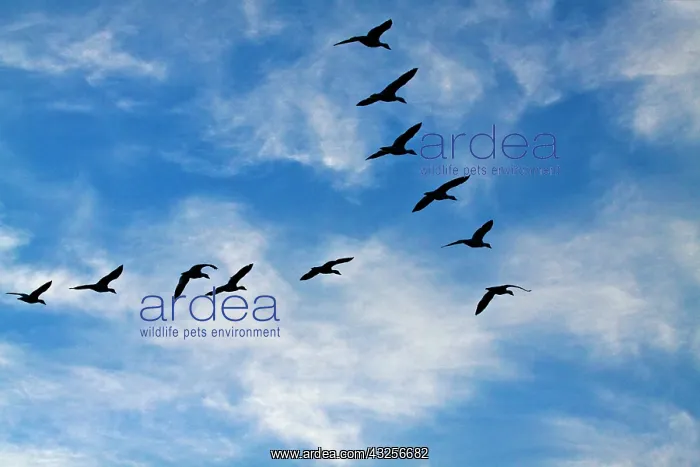: Snow Geese (Chen caerulescens) in flight : Snow Geese (Chen caerulescens) in flight