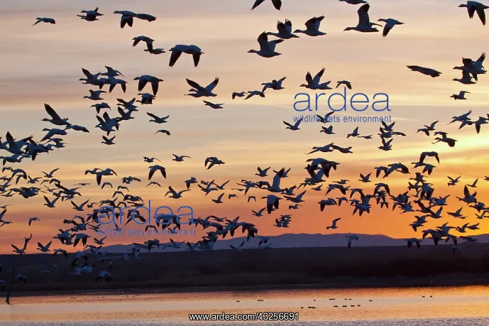 : Snow Geese (Chen caerulescens) in flight : Snow Geese (Chen caerulescens) in flight