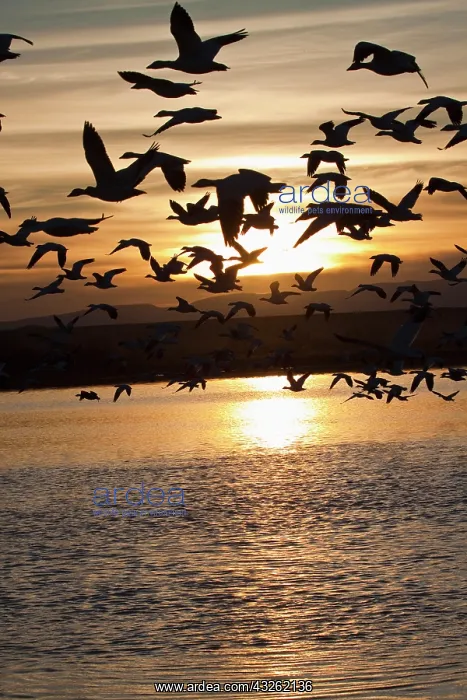 : Snow Geese (Chen caerulescens) in flight : Snow Geese (Chen caerulescens) in flight