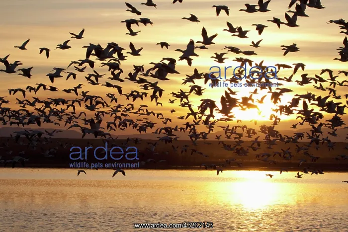 : Snow Geese (Chen caerulescens) in flight : Snow Geese (Chen caerulescens) in flight