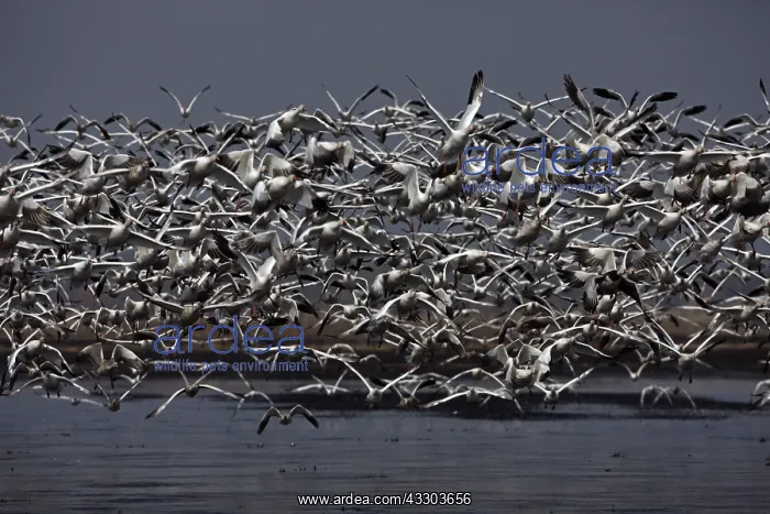 : Snow Geese (Chen caerulescens) - NY - USA - Large : Snow Geese (Chen caerulescens) - NY - USA - Large