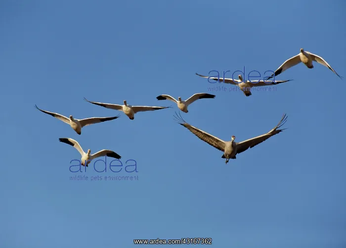 : Snow Geese and a Crane : Snow Geese and a Crane