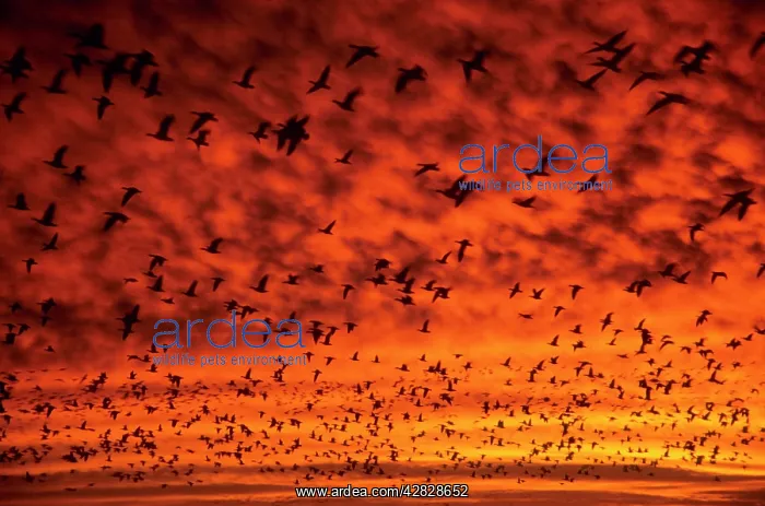 : Snow Geese - at dawn : Snow Geese - at dawn