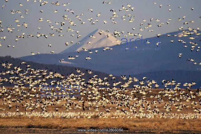 : Snow geese during early spring migration : Snow geese during early spring migration