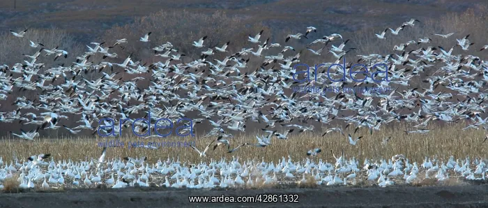 : Snow geese - in flight : Snow geese - in flight