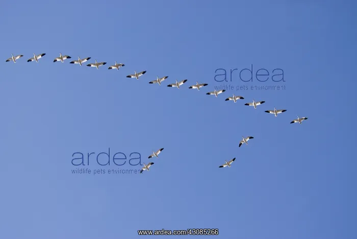 : Snow geese in flight : Snow geese in flight