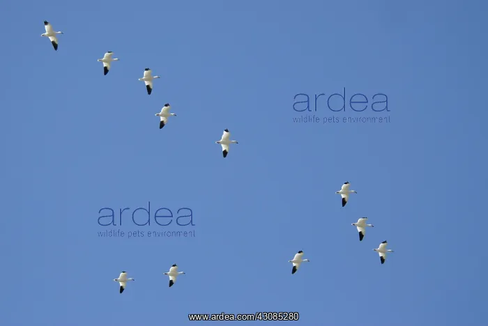 : Snow geese in flight : Snow geese in flight