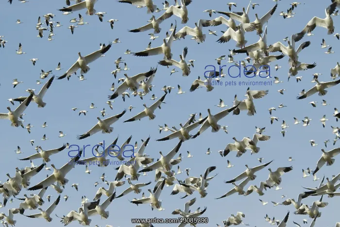 : Snow geese in flight