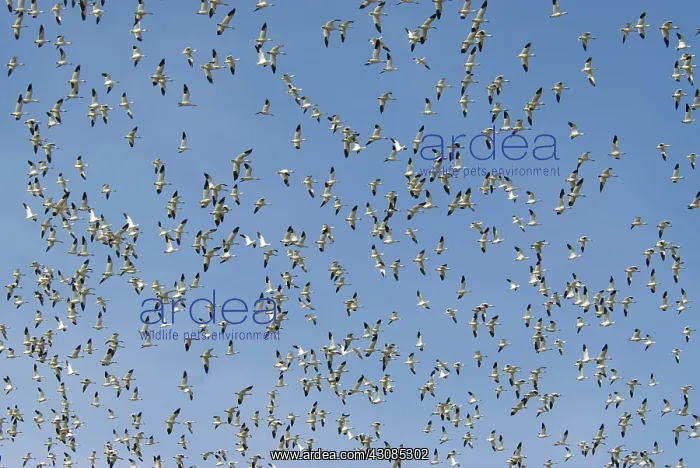 : Snow geese in flight : Snow geese in flight
