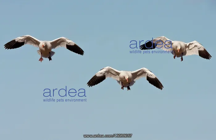 : Snow Geese in flight : Snow Geese in flight