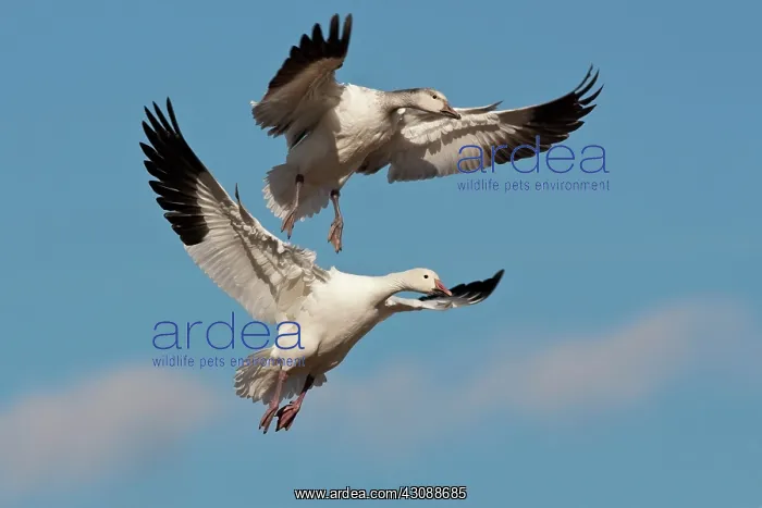 : Snow Geese in flight : Snow Geese in flight