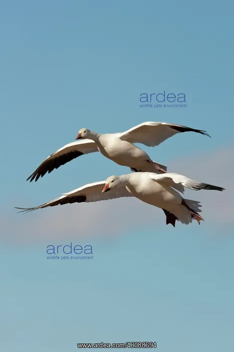 : Snow Geese in flight : Snow Geese in flight