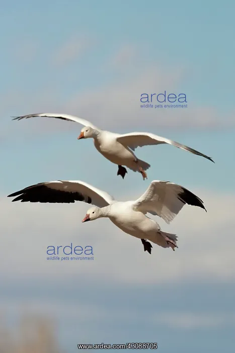 : Snow Geese in flight : Snow Geese in flight