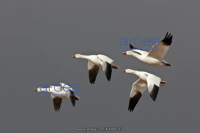 : Snow Geese in Flight : Snow Geese in Flight