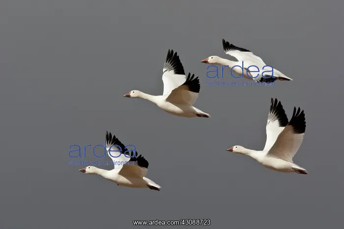 : Snow Geese in flight : Snow Geese in flight