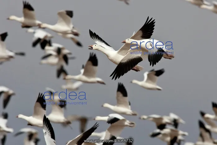 : Snow Geese in flight : Snow Geese in flight