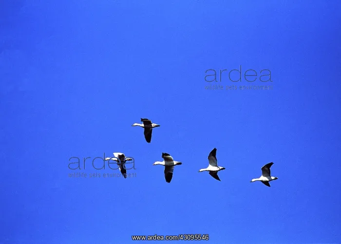 : Snow geese in flight : Snow geese in flight