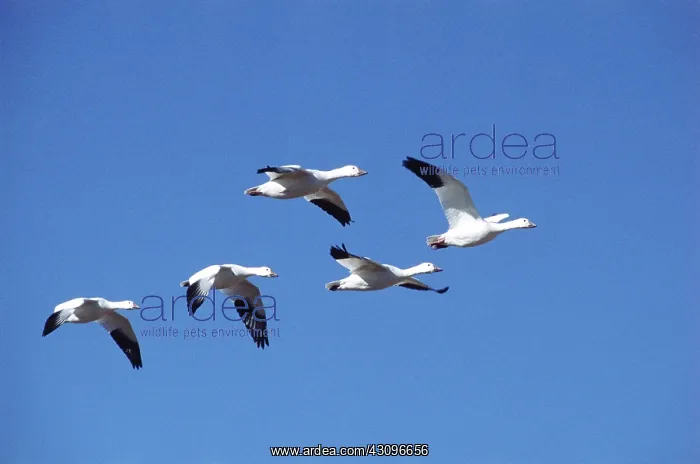 : Snow geese in flight : Snow geese in flight