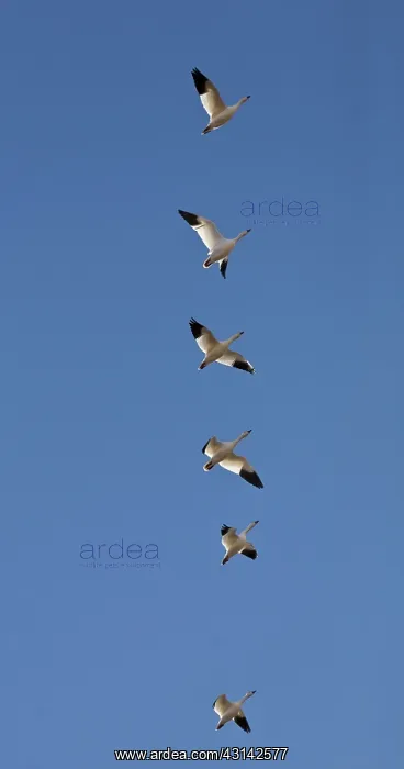 : Snow Geese in Flight : Snow Geese in Flight