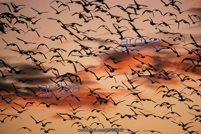 : Snow Geese in flight : Snow Geese in flight