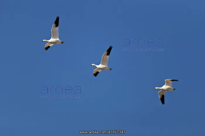 : Snow Geese in Flight : Snow Geese in Flight