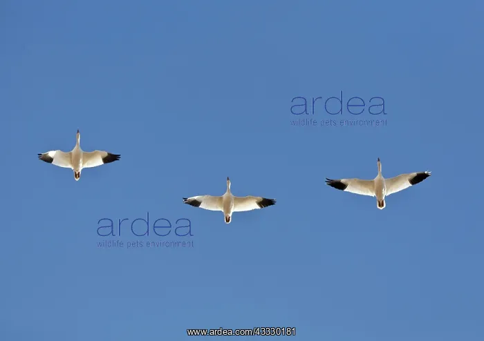 : Snow Geese in Flight : Snow Geese in Flight