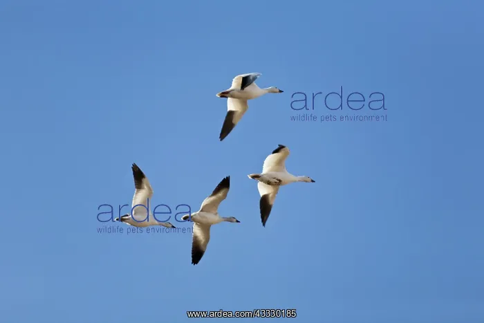 : Snow Geese in Flight : Snow Geese in Flight